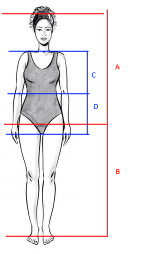 Vertical Body Proportions